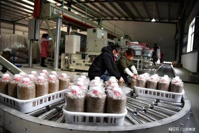 孟州化工鎮(zhèn) 小“菌棒”撬動大產(chǎn)業(yè)，精準咨詢助企業(yè)開拓廣闊市場